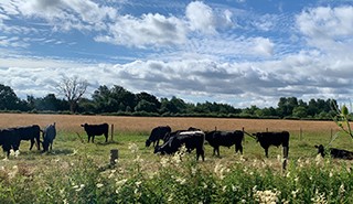 Greener diets for Europe’s farm animals