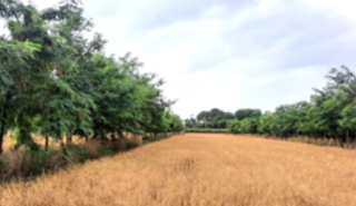 How to make farms tree-friendly and boost food production