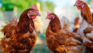 UK shoppers would pay billions more for high-welfare meat