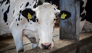 Higher animal welfare brings home the bacon for UK farmers