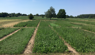 More plant types in grassland boost crop yields