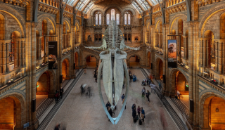 Congratulations to Natural History Museum on record year