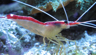 Shrimp minds and welfare to be researched at Reading