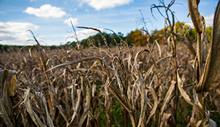 Climate change harming UK food and ecosystems, report finds
