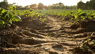 Healthier soils or more biomass? New project aims for both