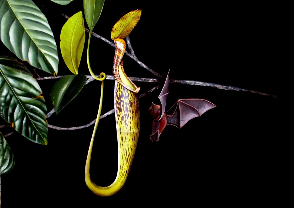 discovering the origin of bat plant a historical perspective