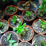 Plants grown for plant swaps