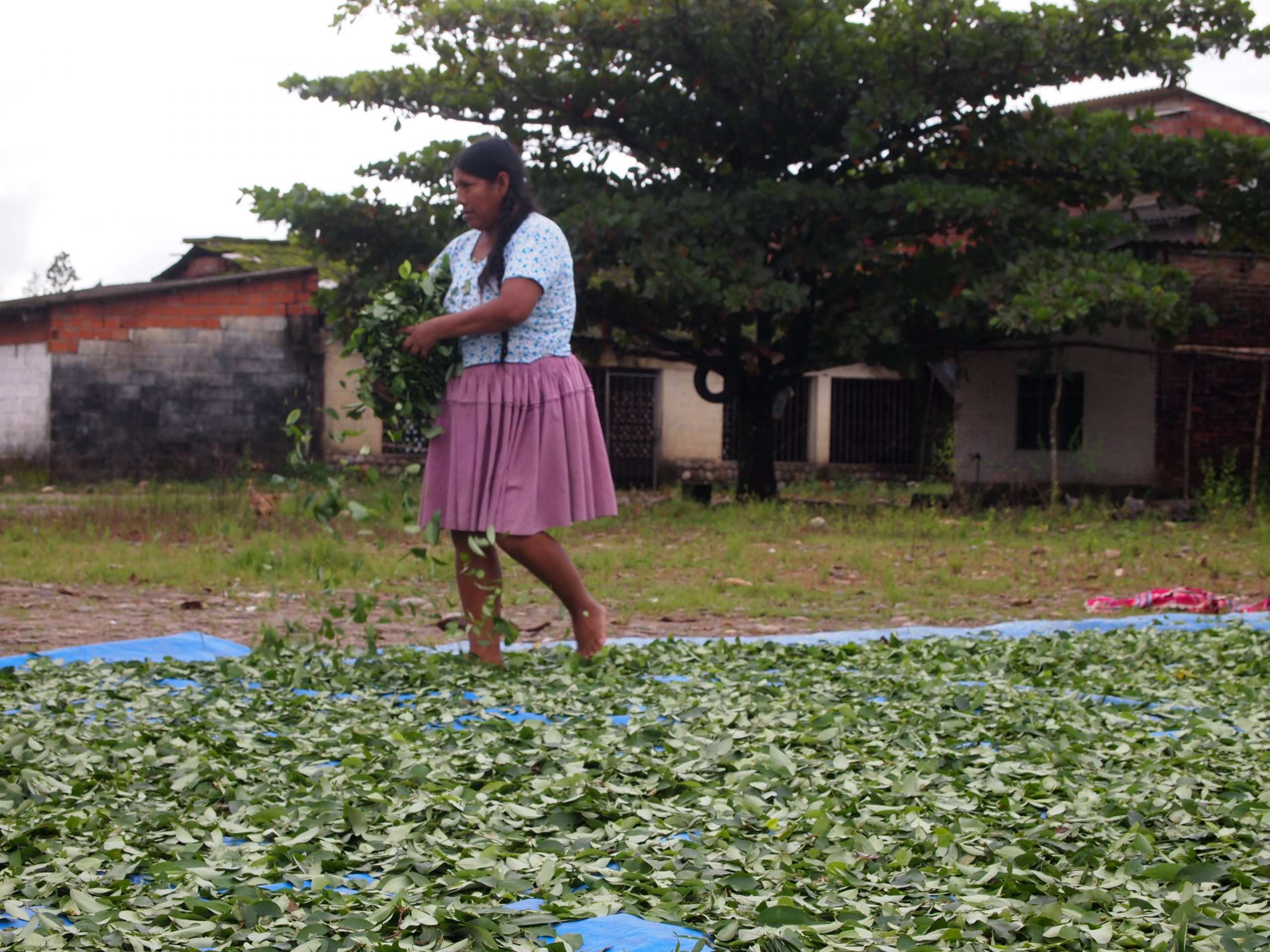 Working Paper: Rural women’s rights: the impact of organizing by Bolivia’s coca growing women