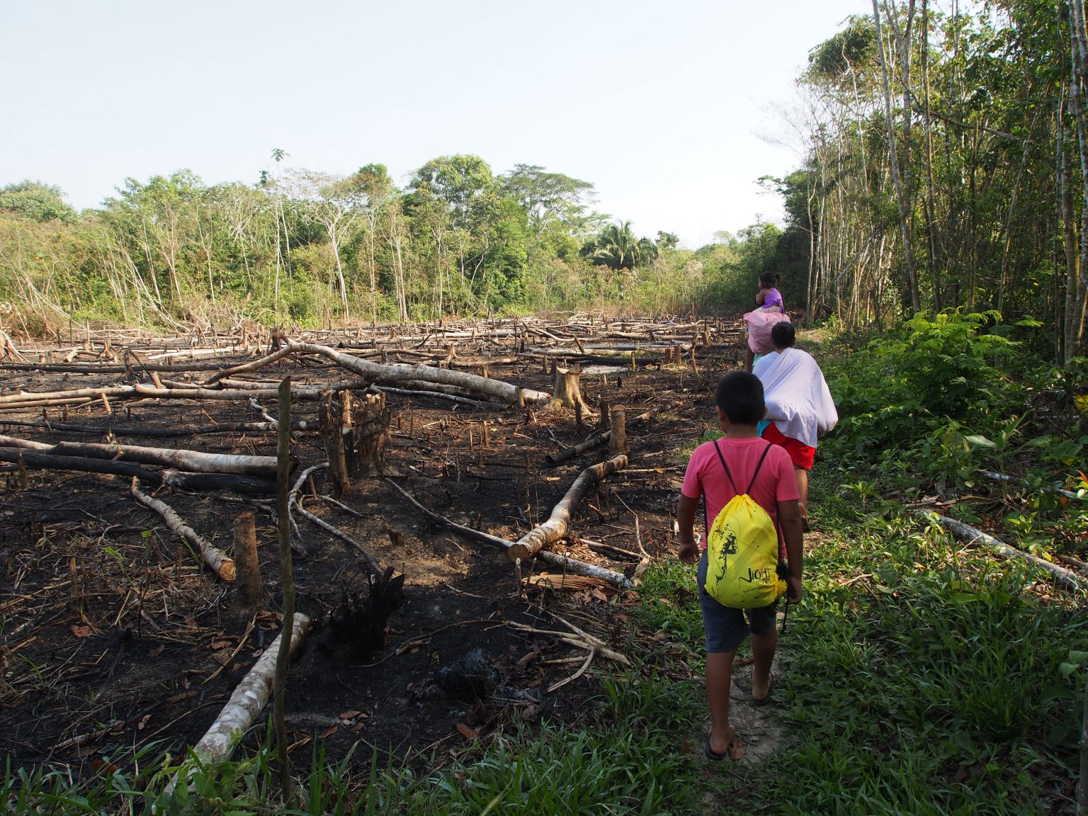 New article by Maritza Paredes: the Origins of Illegal Coca Cultivation ...