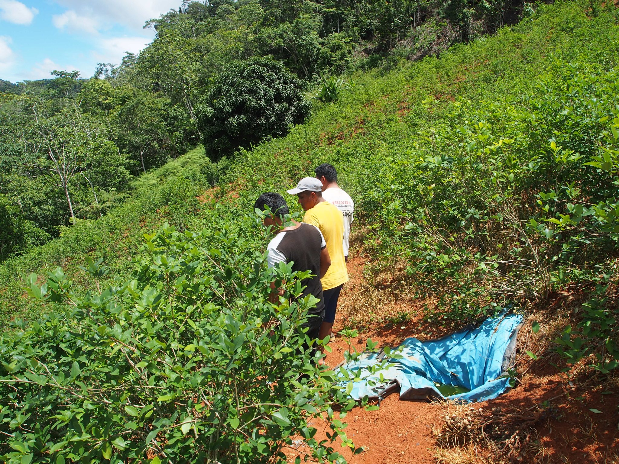 Los Cultivos de Coca en el Perú Alvaro Pastor Drug Crops and