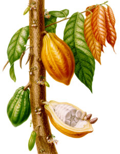 Painting of a verticle cocoa stem, with flowers leaves and pods. One pod is in half, showing the beans inside.