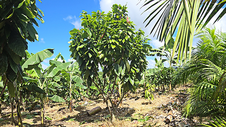 Climate Change Webinar 2024 Cocoa research
