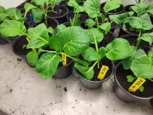 Oriental crops grown in UK conditions during the Hongkongers' project in the CLRP.