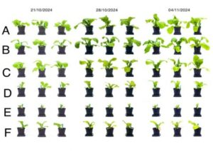 Graphic showing a comparison of the growth rate of plants when using IRDC homemade compost versus shop bought equivalents.