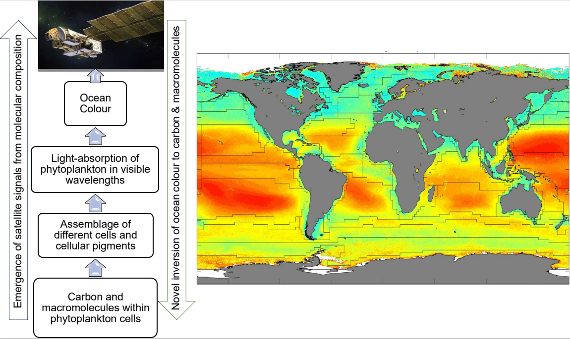 Measuring ocean biological carbon from space