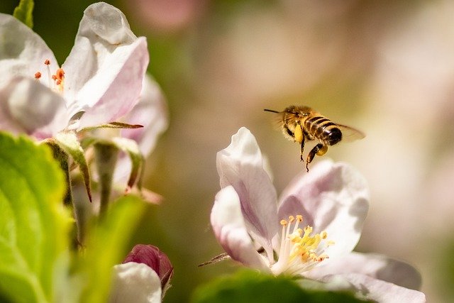 a bee landing on a flower