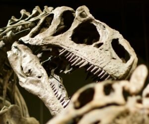 A dinosaur skeleton in a museum