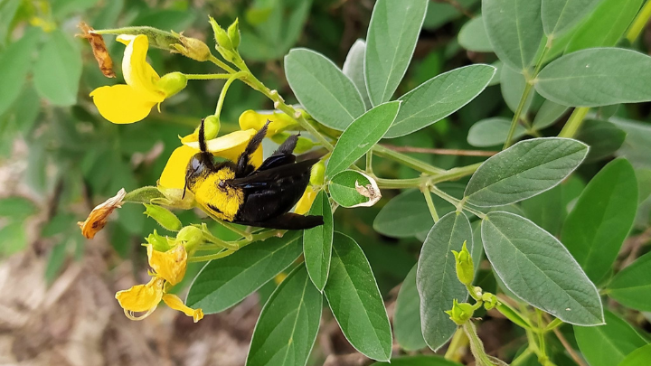 Carpenter bees: Inevitable but neglected pollinator of Moringa (Moringa oleifera) 