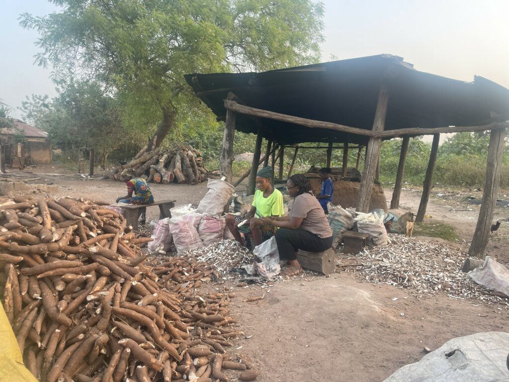 Women growing cassava