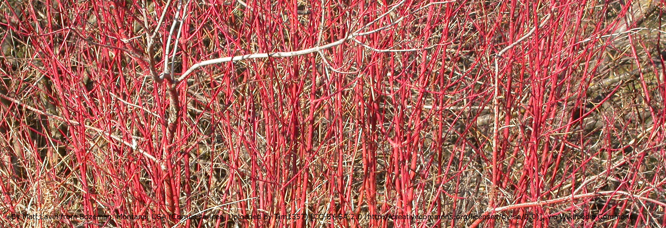 2014 Advent Botany – Day 9 – Red Osier Dogwood (Cornus sericea)