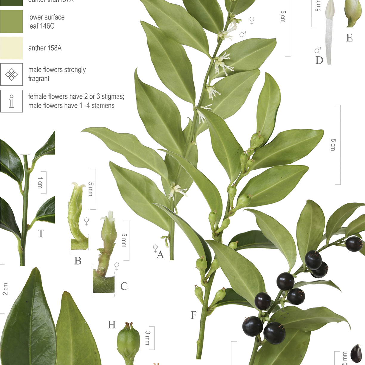 2014 Advent Botany – Day 20 – Christmas Box (Sarcococca confusa)