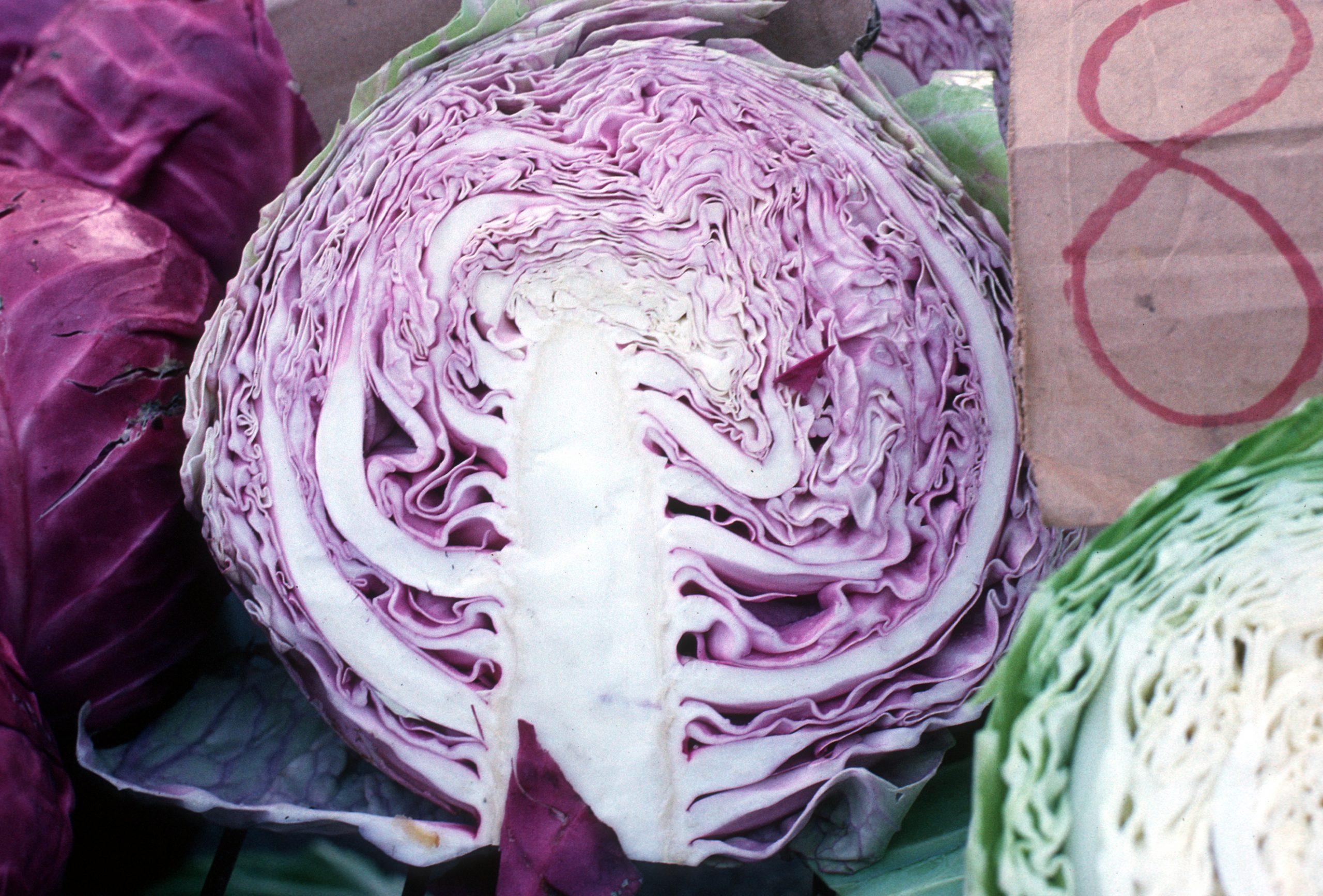 vertical section through a red cabbage showing central white stem and surrounding purple leaves