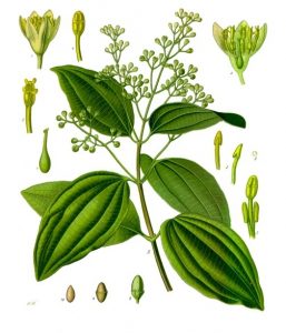 Botanical illustration showing leaves, stems, flowers