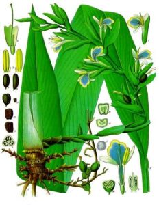 Botanical illustration showing leaves, rhizomes, flowers and fruit