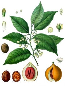 Botanical illustration showing leaves, stems, flowers and fruit