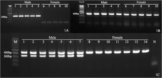 monochrome image of a DNA gel showing white bands that indicate gender