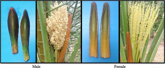 Bracts and inflorescences of date palm, male left, female right.