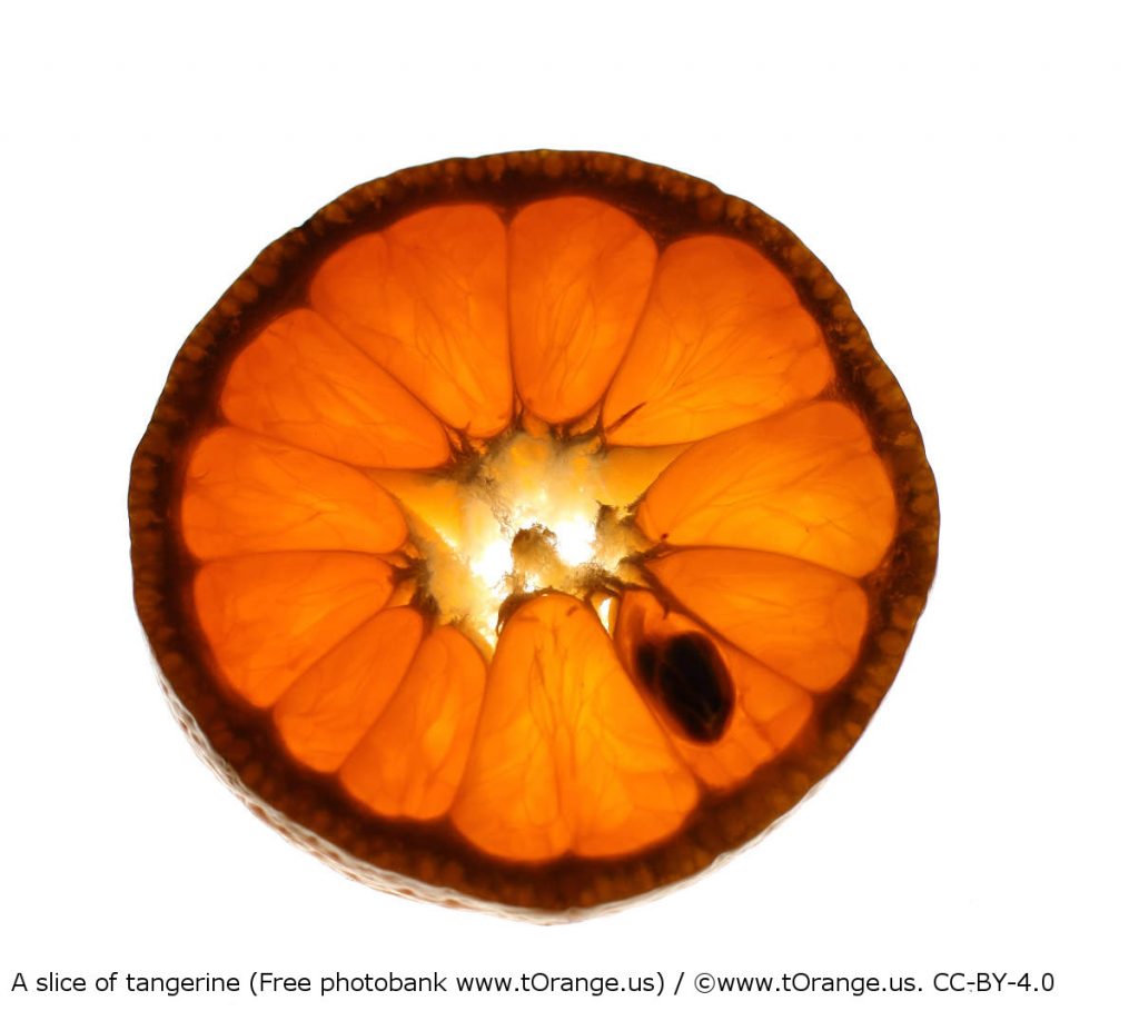 Thin slice of tangerine showing silhouette of a pip