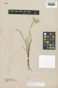 herbarium specimen of narrow leaves, a few small flowers and a colour chart and label.
