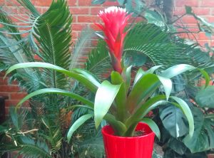 Red and white bromeliad bracts on green rosette seen from the side