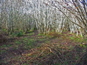 Hazel coppice in Spring before leaves have burst.