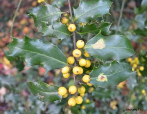 twig with numerous spiky leaves and yellow berries.