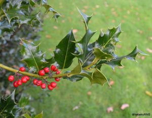 one twig of wild-type holly with red berries