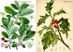 Two illustrations of Ilex species, the left with three leafy twigs and the detail of flowwers and fruits, the right a singly leafy twig, the leaves very spiky and twigs bearing red berries.