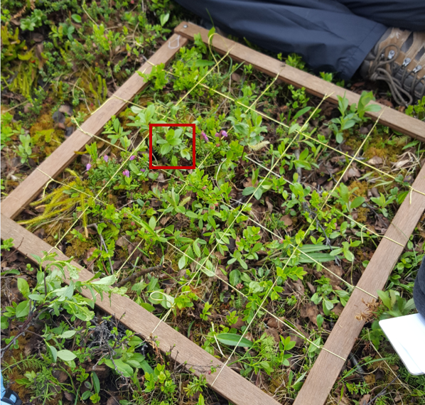 very low growing actic vegetation overlayed by wooden quadrat with cross wires.
