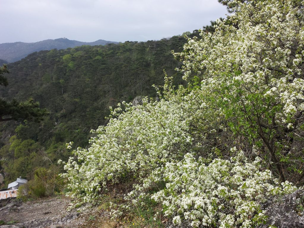 White flowered tree on hill slope with pines in the background.