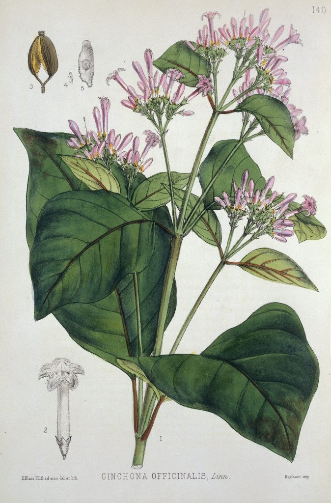 coloured engraving on Cinchona plant in flower