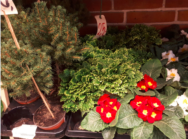 an assortment of potted plants in a danish supermarket