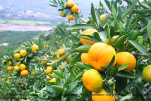 Tangerine trees in fruit