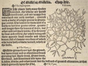 16th century printed herbal with woodcut of mistletoe