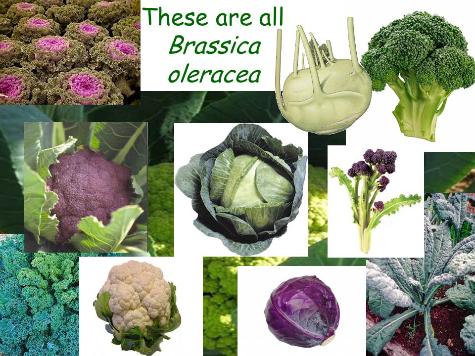 iamges of a range of brassicas
