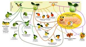 images of citrus fruits connected by arrows to show hybridization history