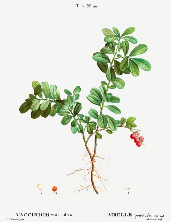 Botanical painting featuring small shrub with green elliptic leaves and bright red fruit