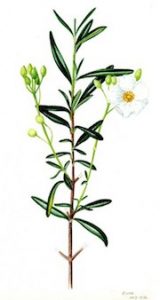 Cistus clusii, botanical illustration