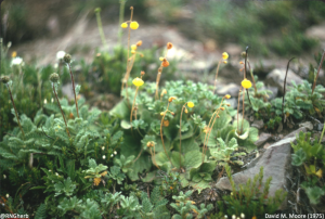 Calceolaria biflora