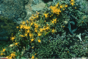Nardophyllum obtusifolium